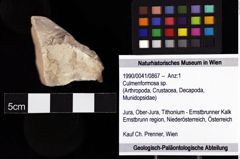 Foto (Objket + Etiketten) von Culmenformosa sp. 